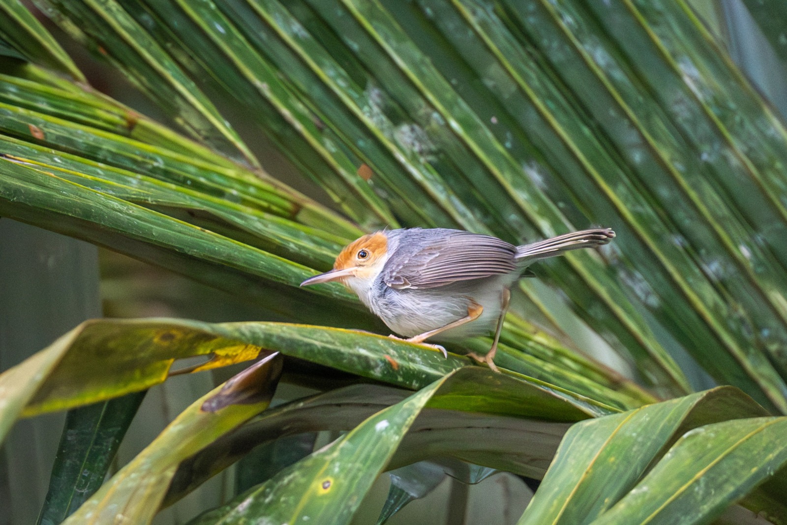 image Ashy Tailorbird